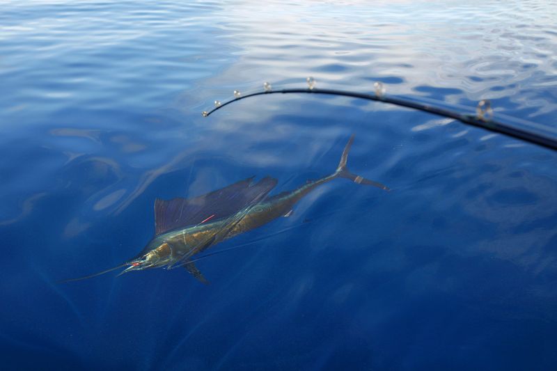 Halibut Fishing
