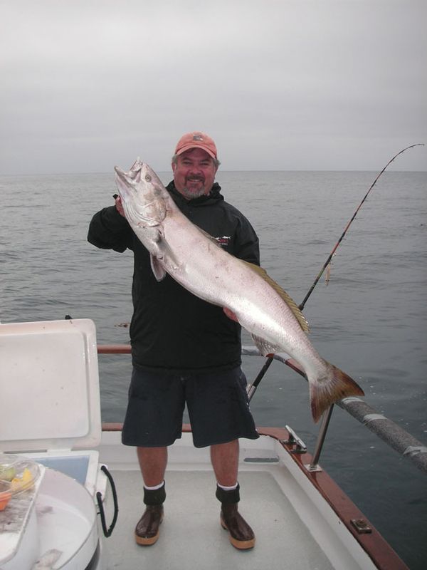 White Seabass